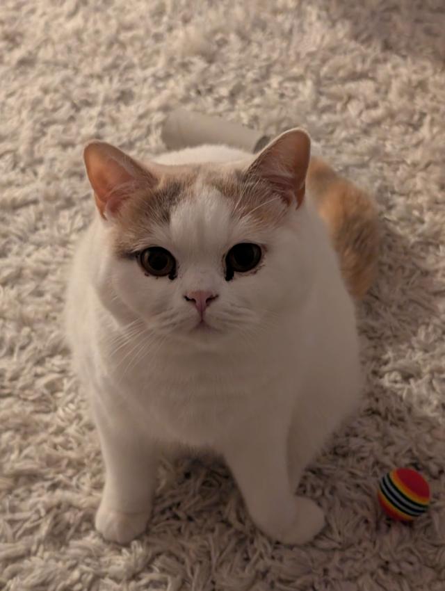 Mochi