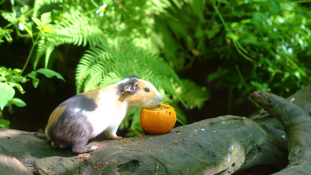 [No Ad Interruptions] Cat TV 😺 Little Birds and Red Squirrels Nature 🐿️ 4 Hours videos for cats 4K