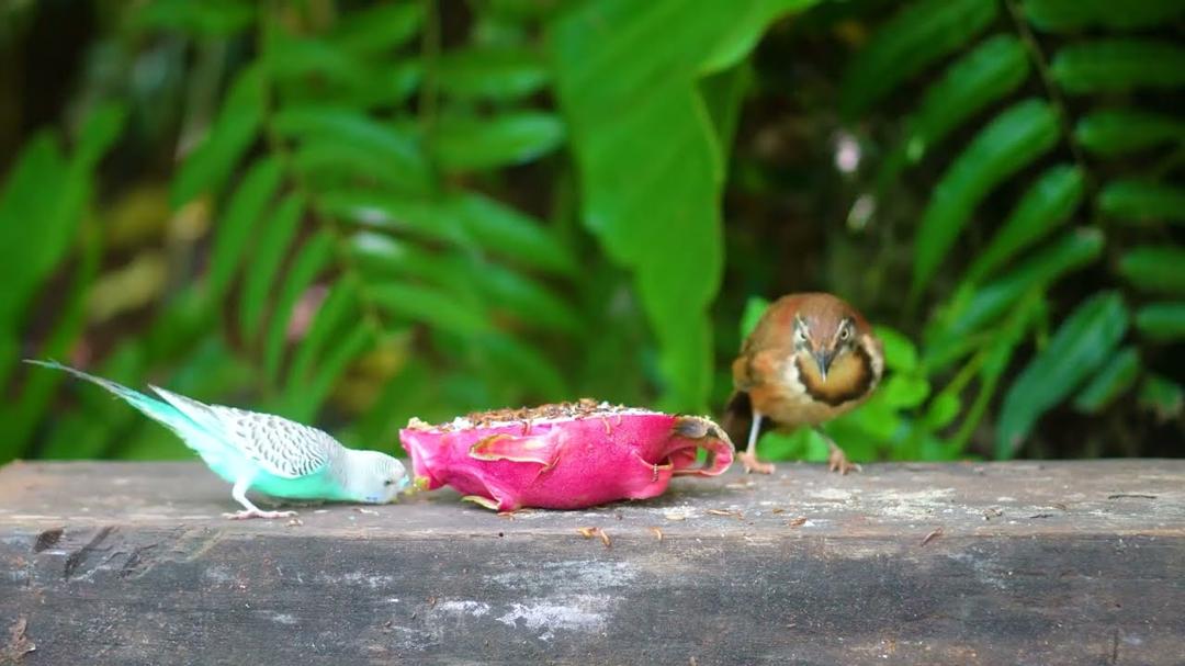(No Ad Interruptions) Cat TV for Cats to Watch 😺 Lovely Birds and Squirrels 🦆 Cat Games 4K HDR 60FPS