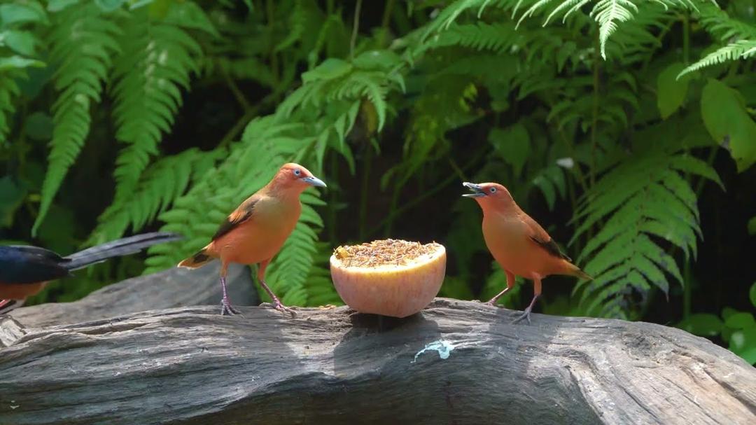 [NO ADS] Cat TV for Cats to Watch 😺🐦 Adorable Birds & Squirrels Go Wild 🐿️ Videos for Cats to Watch