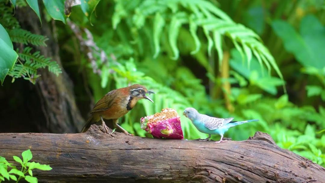 [NO ADS] Relaxing Forest Bird Sounds 🌸🐿️ Squirrels and Birds Enjoy the moment 🕊️ CAT TV 4K HDR 60FPS