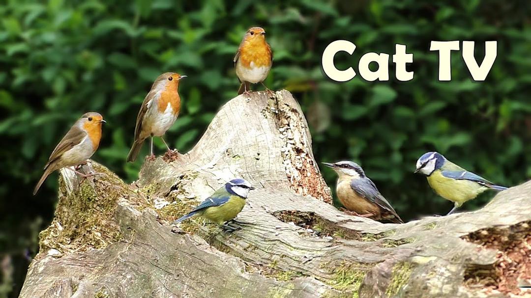 Cat TV : Chirping Birds - A Video for Cats to Watch
