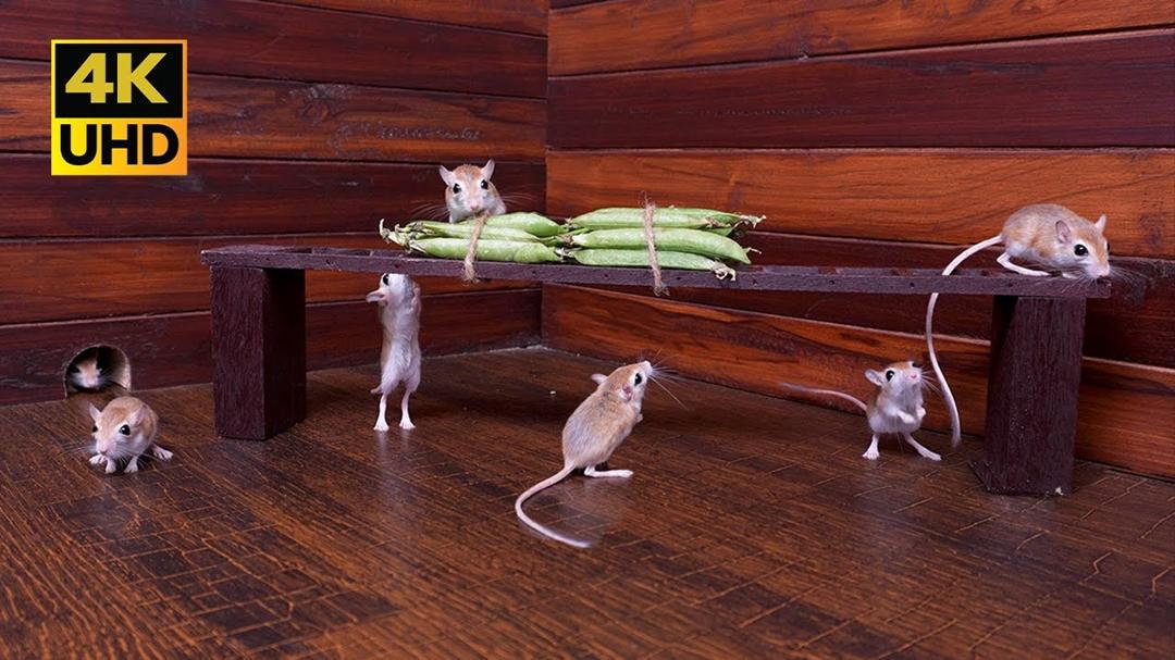 Cat TV - Non-Stop Mouse Hide & Seek Adventure for Cats and Dogs to Watch | Fun Pet Entertainment 4K