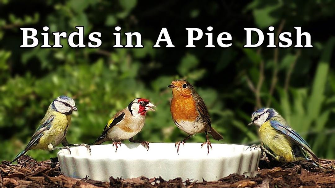 Videos for Cats to Watch : Bird Pie
