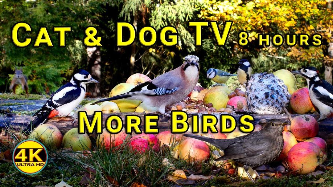 Videos for Cats to Watch 😺🐦 Cute Birds & Red Squirrels🐿️ 8 Hours Bird Songs 4K UHD | No mid-roll ads