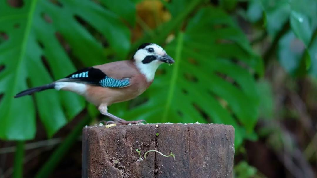 Cat TV NO ADS 😻 Playtime with Unlimited Birds and Cutest Squirrels 🌸🐿️ Cat Games 4K HDR