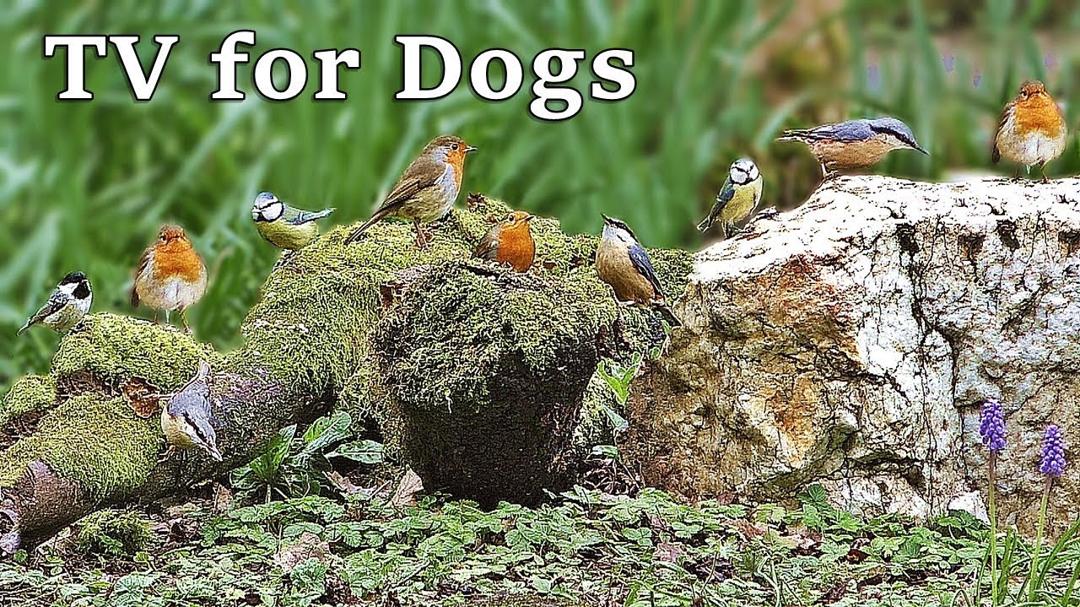 Dog TV Relaxation : Birds Chirping and Tweeting - TV for Dogs