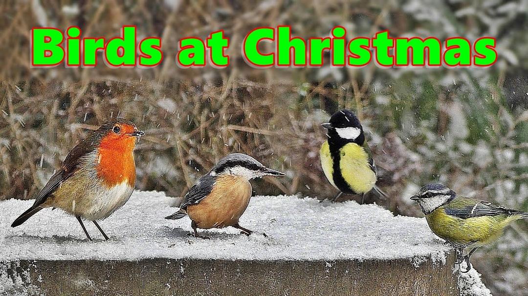Videos for Cats and Dogs to Watch at Christmas 🎄 with Calming Christmas Music and Bird Song 🎄