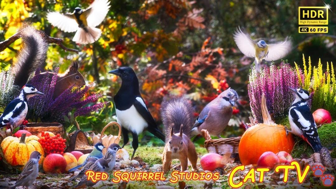 Cat TV NO ADS😻 Colourful Autumn Red Squirrels Little Birds Bramblings Jays Magpies Pumpkins