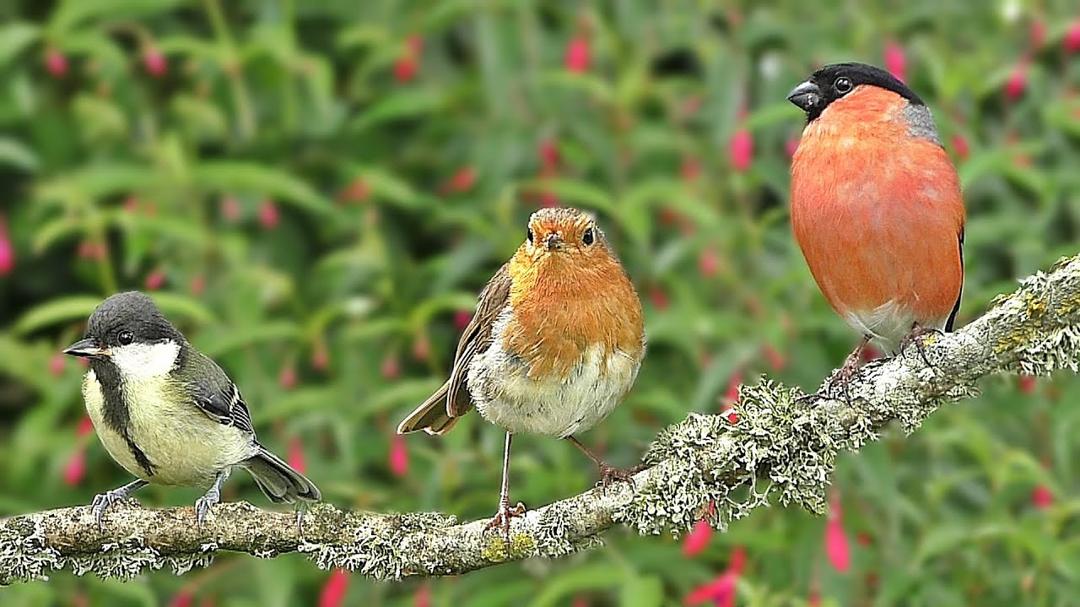 Birds in My Garden : Birds on The Branch - ONE HOUR ~ NEW ✅