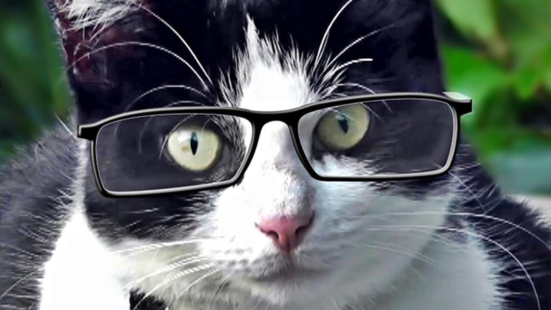 Videos Para Gatos : Gato Mirando Pájaros