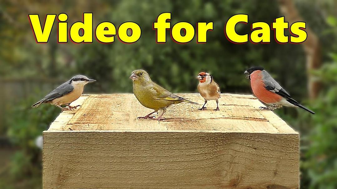 Birds for Cats to Watch ~ A Video for Your Cat