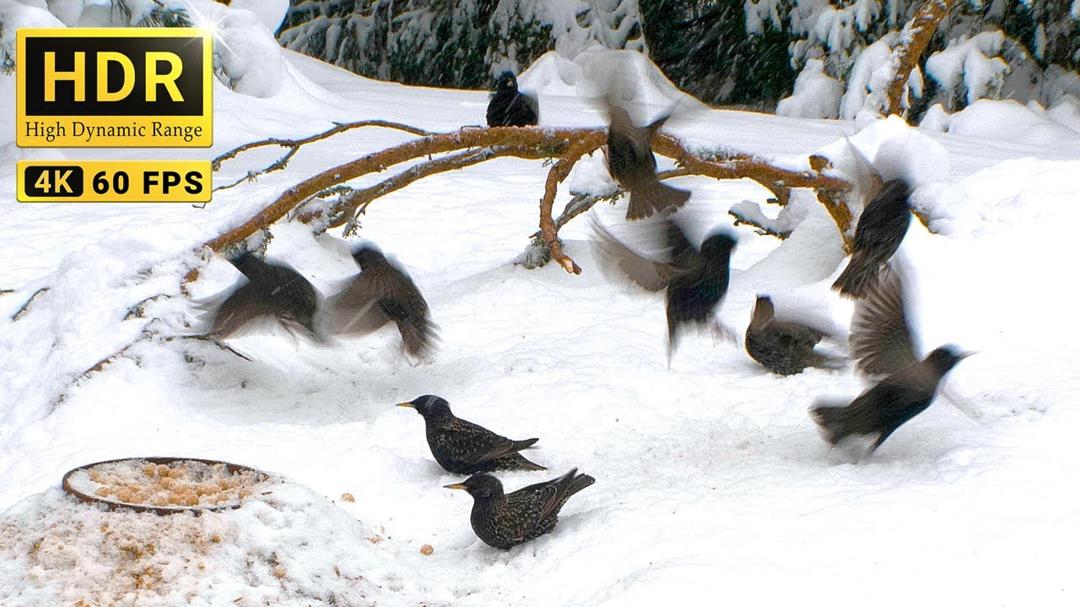 RE-LIVE | Bird Madness in my Backyard😮 Starlings and more Blackbirds returned from South