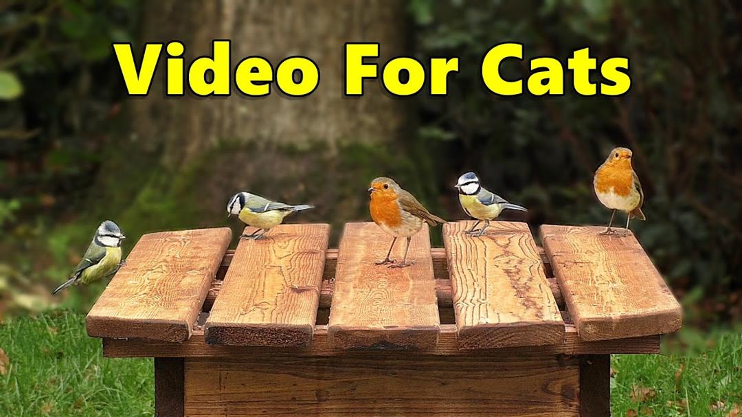 Videos for Cats to Watch - Birds Cornucopia ⭐ 8 HOURS ⭐