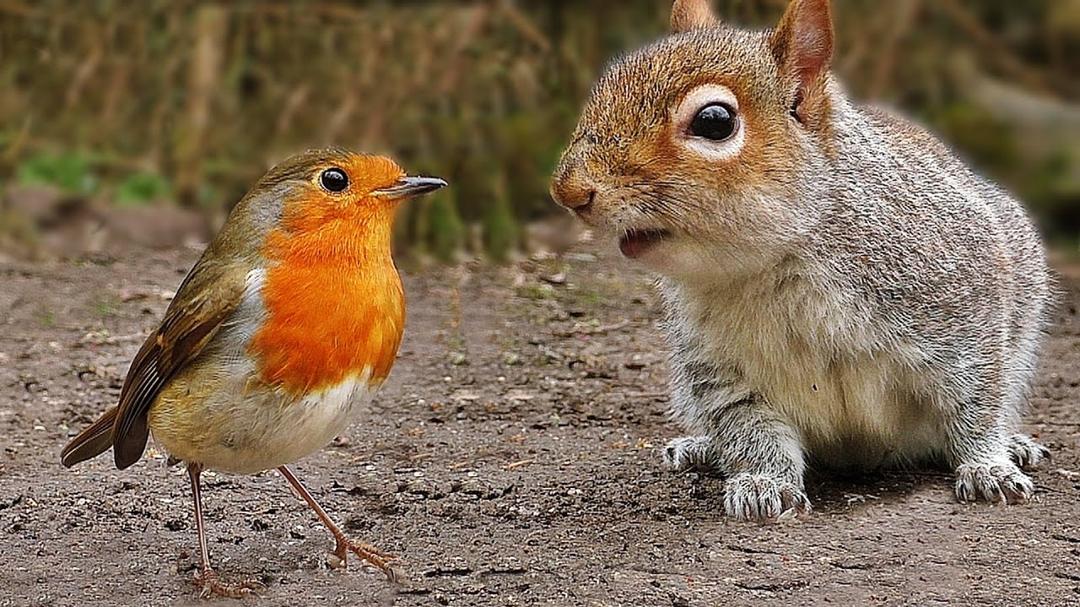 Videos für Katzen Zum Spielen : Vögel und Eichhörnchen