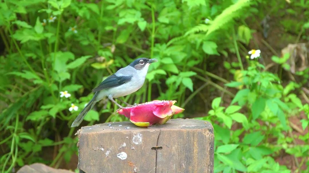 [No Ad Interruptions] Cat TV 😺 Ultimate Birds Squirrels in the Forest 🐿️ 4 Hours videos for cats 4K