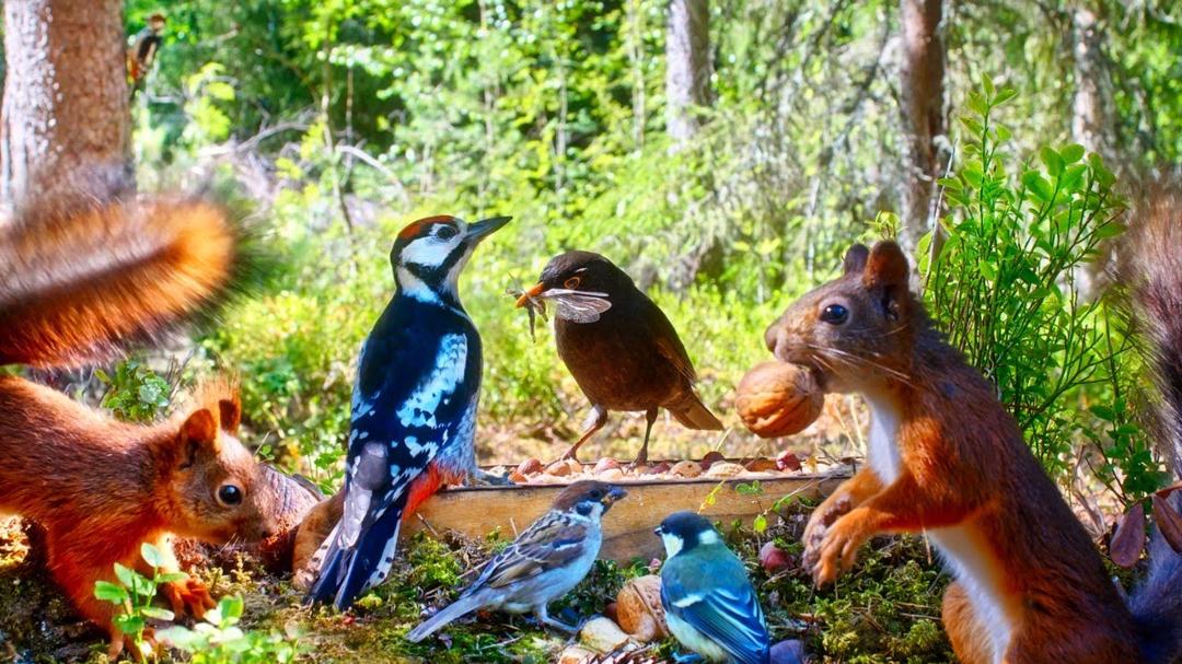 CAT TV NO ADS 😻 Cheerful Birds, Squirrel Kittens & Sunshine in the Forest