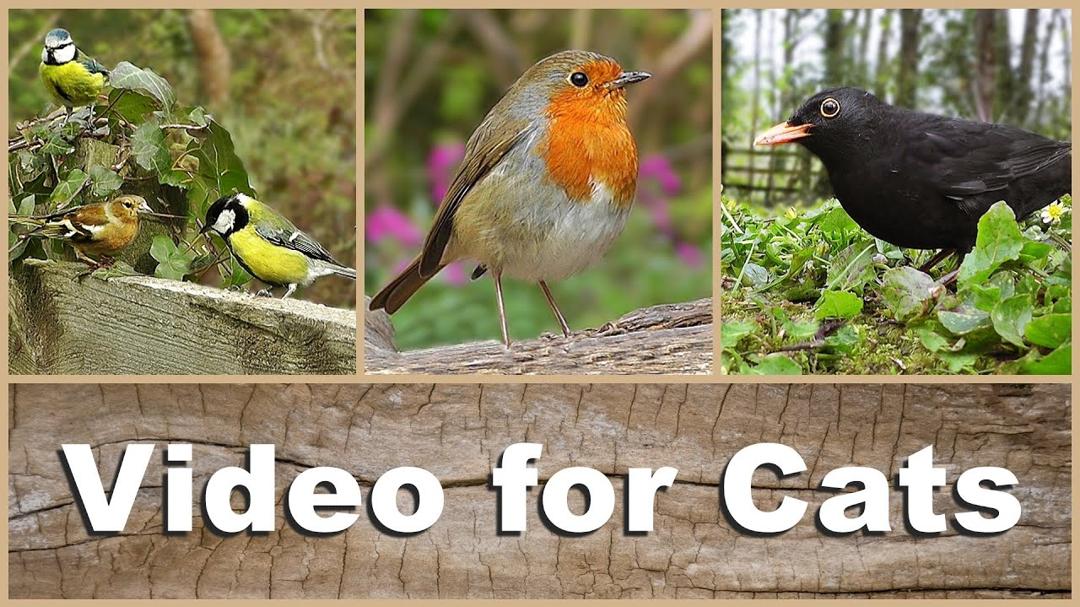 Videos for Cats to Watch - Beautiful Birds Singing and Chirping NEW