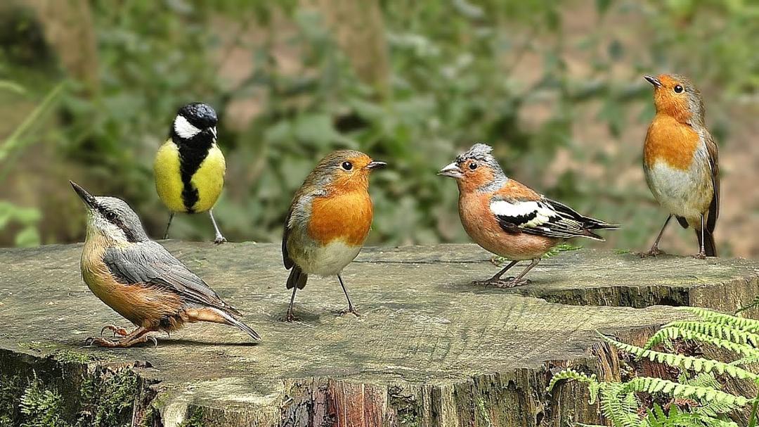 Videos for Cats to Watch : Birds in Birdville - ONE HOUR