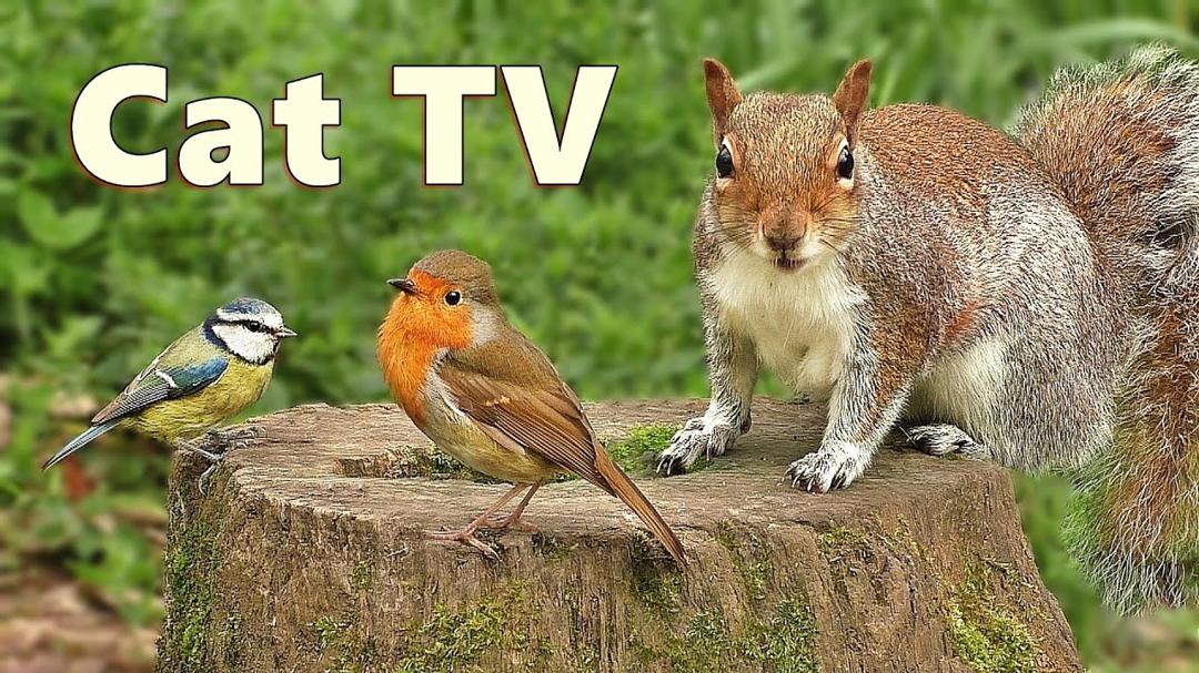 Videos for Cats to Watch ~ Woodland Birds and Squirrels Delight