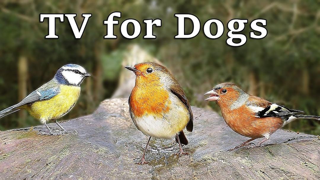 TV for Dogs - Calm Your Dog with 8 Hours of Birds in The Forest ~ Relax with Nature