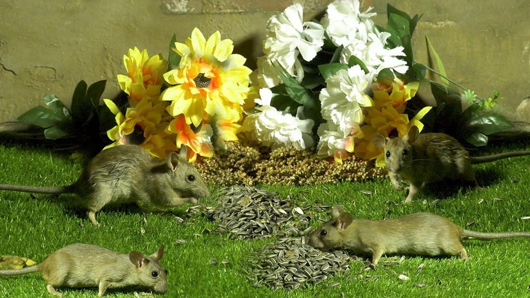 Uninterrupted 8 hour CAT GAMES, Mouse Hide & Seek for Cats to Watch 4k UHD