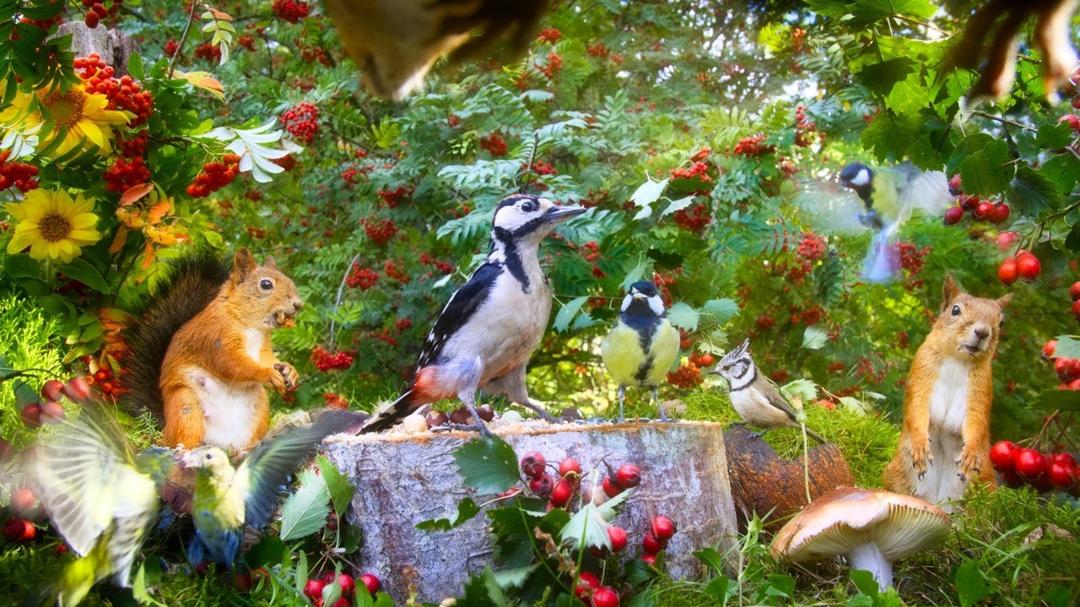 Pet Entertainment 12H: Beautiful Birds and Red Squirrels with Autumn Vibes