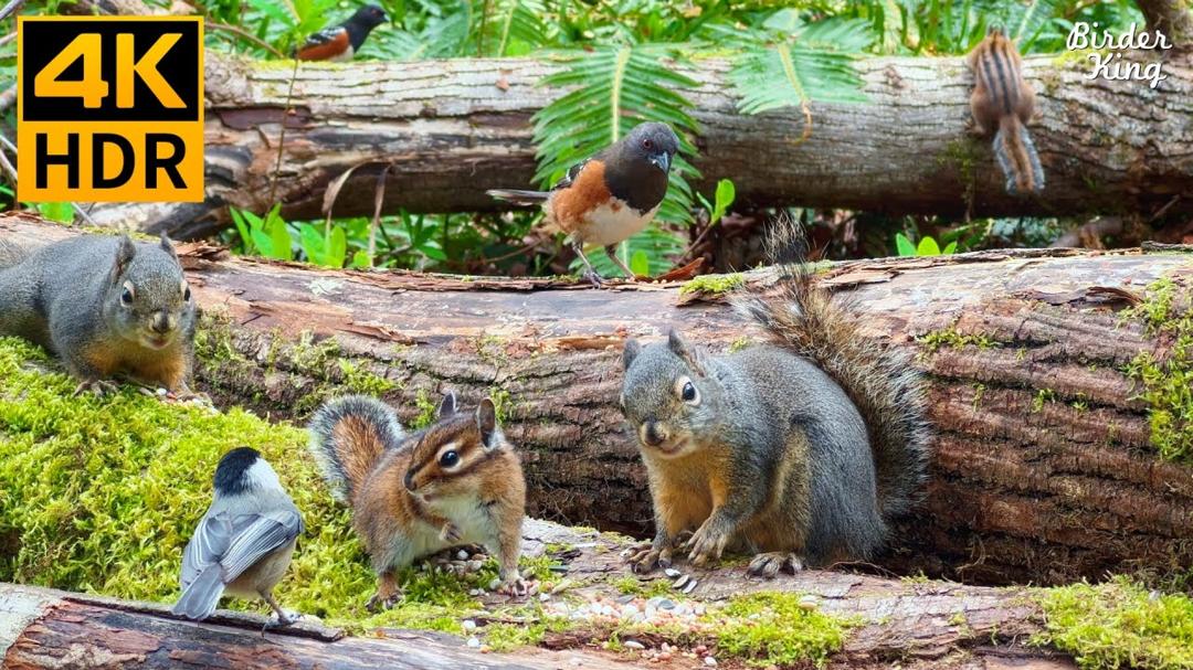Cat TV for Cats to Watch 😺 Pretty Birds Chipmunks Squirrels in the Forest 🐿 8 Hours 4K HDR