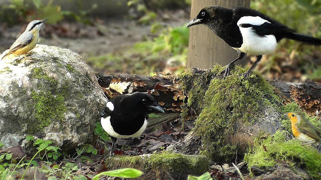 Video for Cats to Watch : Tiny Birds and Magpies