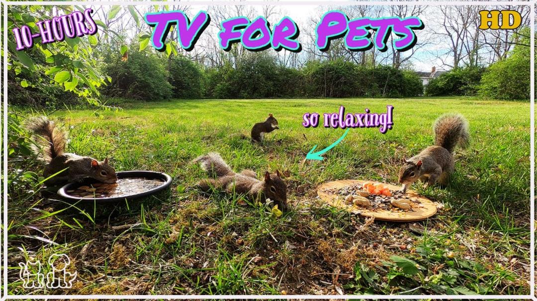 ☀️Cat & Dog TV ☀️ Squirrels and Birds enjoy a sunny day☀️Blue Jays 🐦 Cardinals, Finch and Robins ☀️