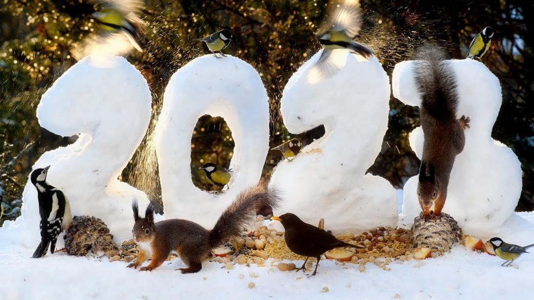 New Year Feast for our Forest Friends: 10 hours Cat & Dog TV