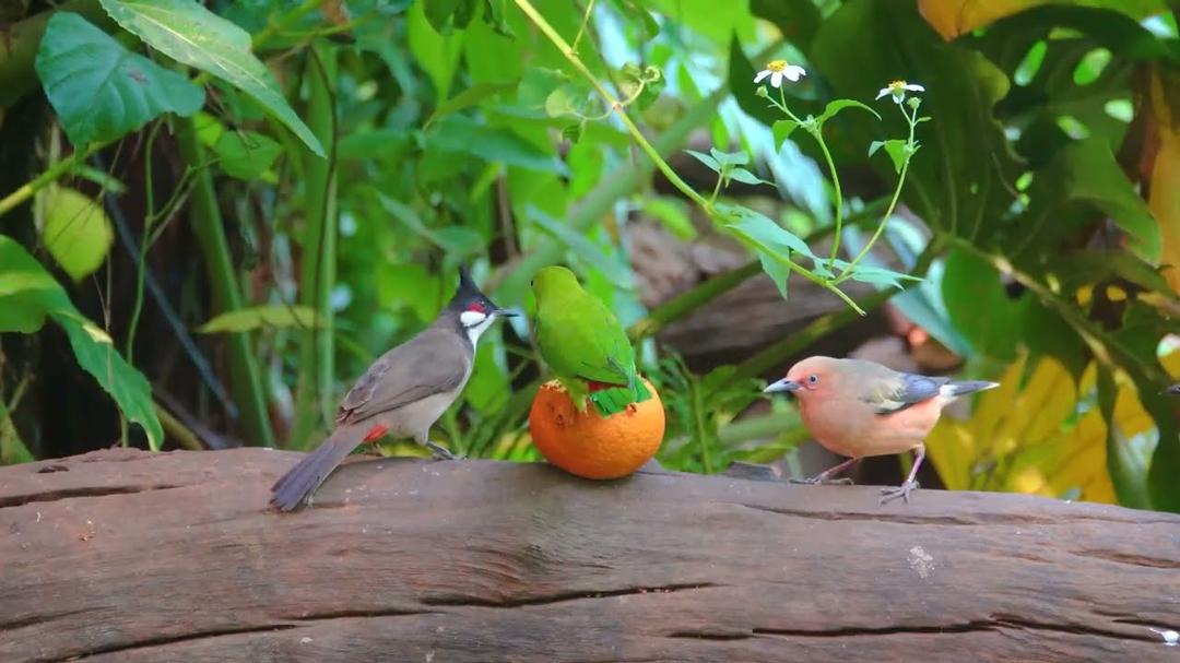 Cat TV for Cats to Watch 😺🌸 Squirrels, Birds & a Whole Lot of Drama! 🐿️🕊️ Cat Games NO ADS 4K HDR