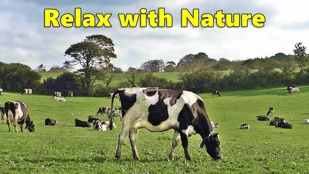 Relax Your Dog TV - Videos for Dogs ⭐ Relaxing 8 HOURS of Grazing Cows ⭐ Nature Relaxation Films