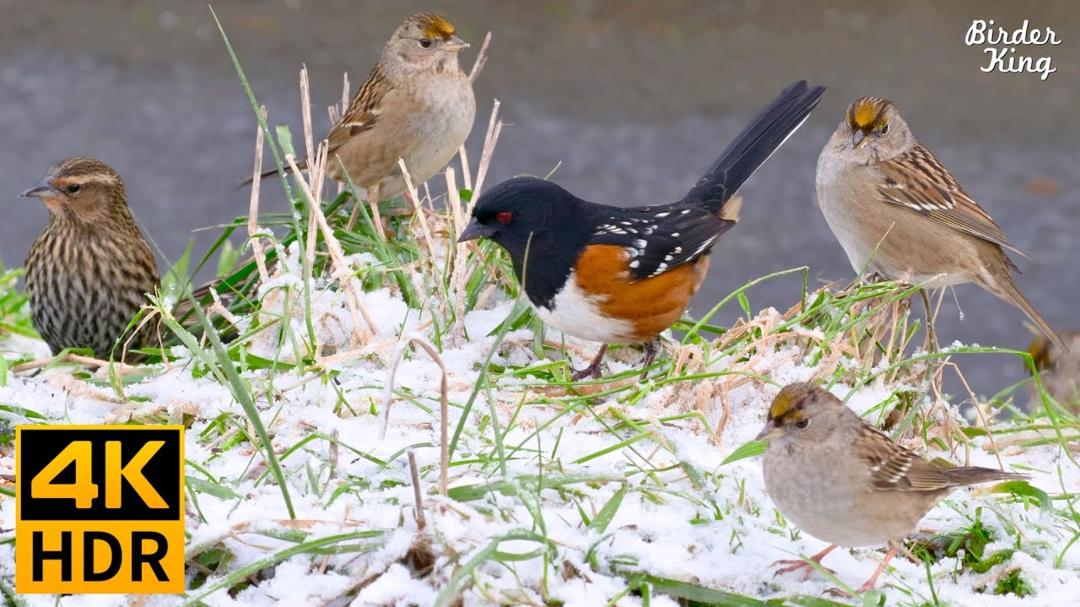 Cat TV for Cats to Watch 😺 Birds in the Snow Spectacular Chatty Squirrels 🐿 8 Hours 4K HDR