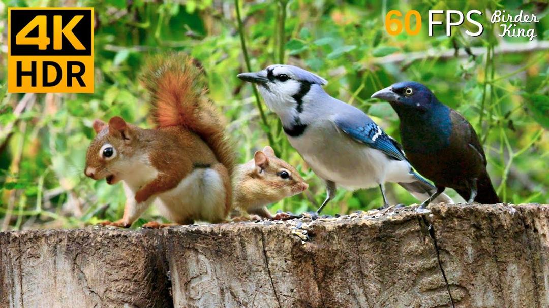 Cat TV for Cats to Watch 😺 Lovely Summer Birds, Squirrels, Chipmunks 🐿 8 Hours 4K HDR 60FPS