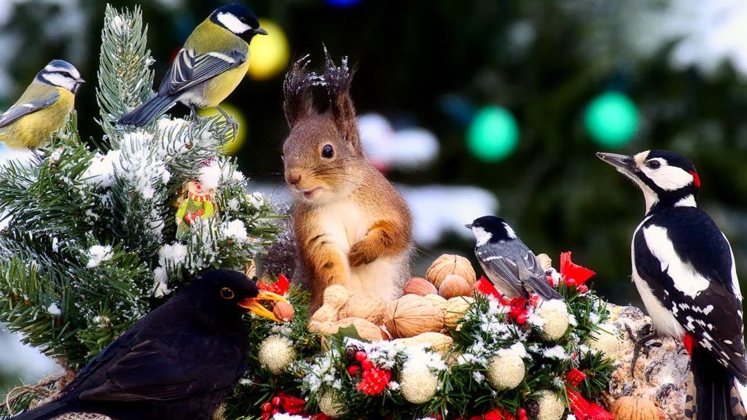 Xmas Basket for Forest Friends 10 hours Cat & Dog TV