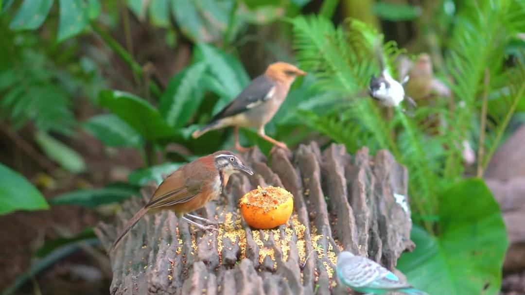 Cat TV for Cats to Watch 😺🐦 All Birds, Chipmunks Squirrels Enjoy the Present 🐿 Cat Games 4K HDR