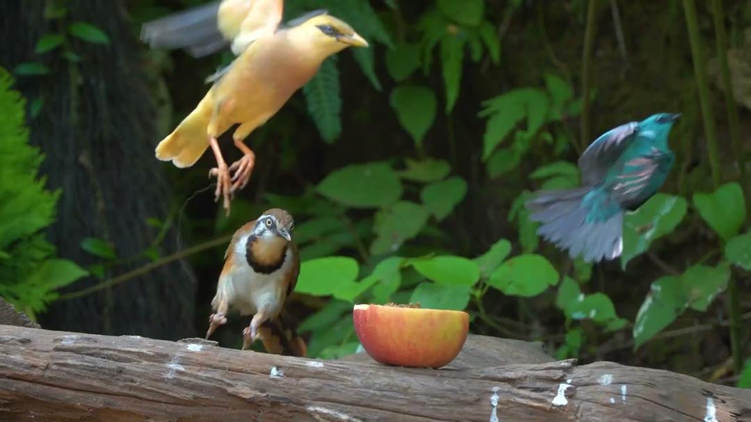 Cat TV for Cats to Watch 😺 Beautiful Birds and Squirrels 🐿️ Videos for Cats to Watch