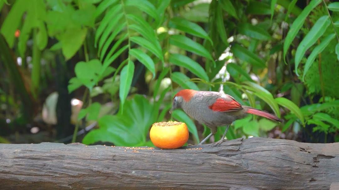 Cat TV for Cats to Watch 😺🐦Squirrel-Mania and Little Birds with Sounds 🐿️ Videos for Cats to Watch