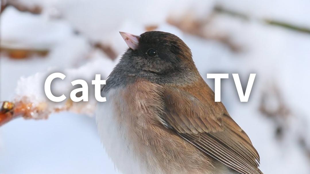 CAT TV: Snow Birds And Squirrels In The Woods.