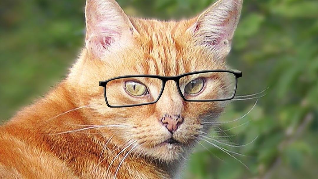 Videos für Katzen Zum Spielen : Katze Fernsehen - Katze Beobachten Vögel