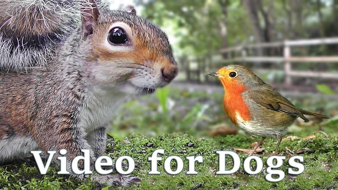 Videos for Dogs to Watch Extravaganza : Dog Watch TV - 8 Hours of Birds and Squirrel Fun for Dogs ✅