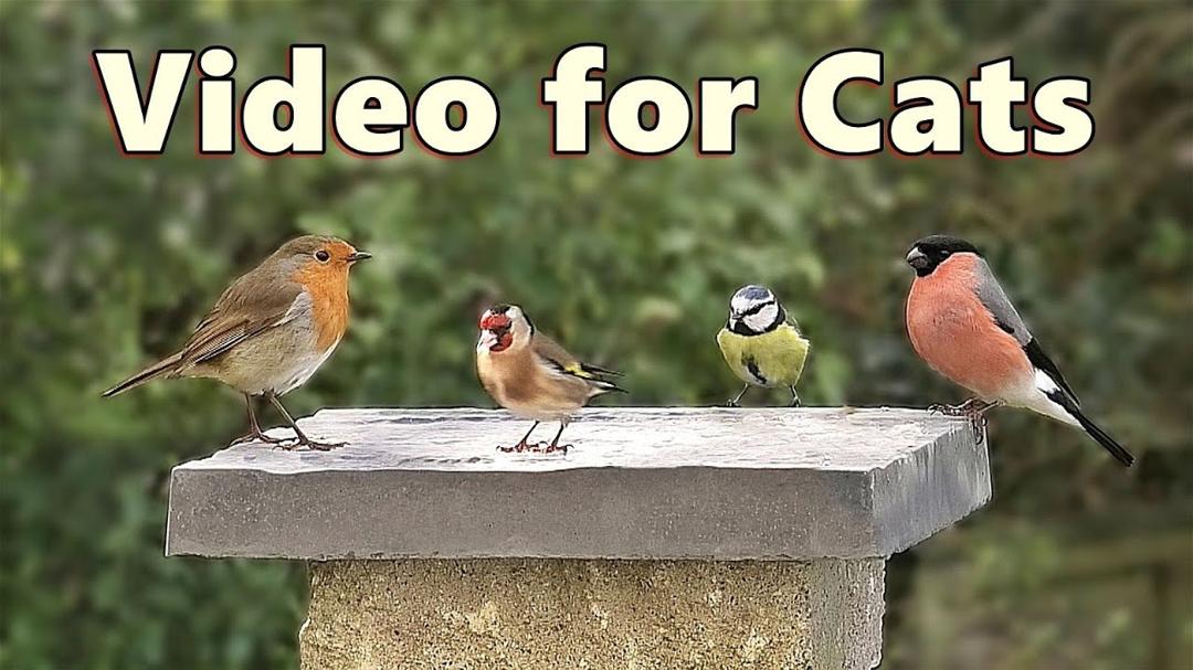 Videos for Cats to Watch ~ The Most Beautiful Birds for Cats to Watch / Cat TV