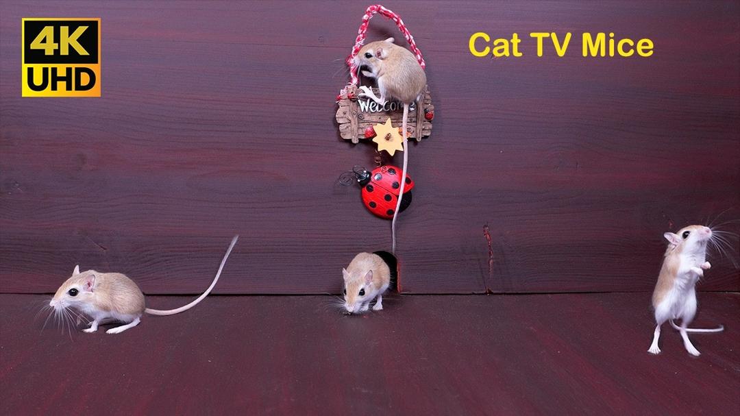 Cat TV Games | Mice 🐭 in the Jerry Mouse Hole Hide & Seek | 4K UHD 60fps
