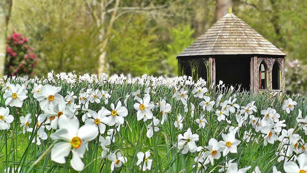 TV for Dogs to Watch : Videos to Calm Your Dog - The Beautiful Flower Meadow ✅