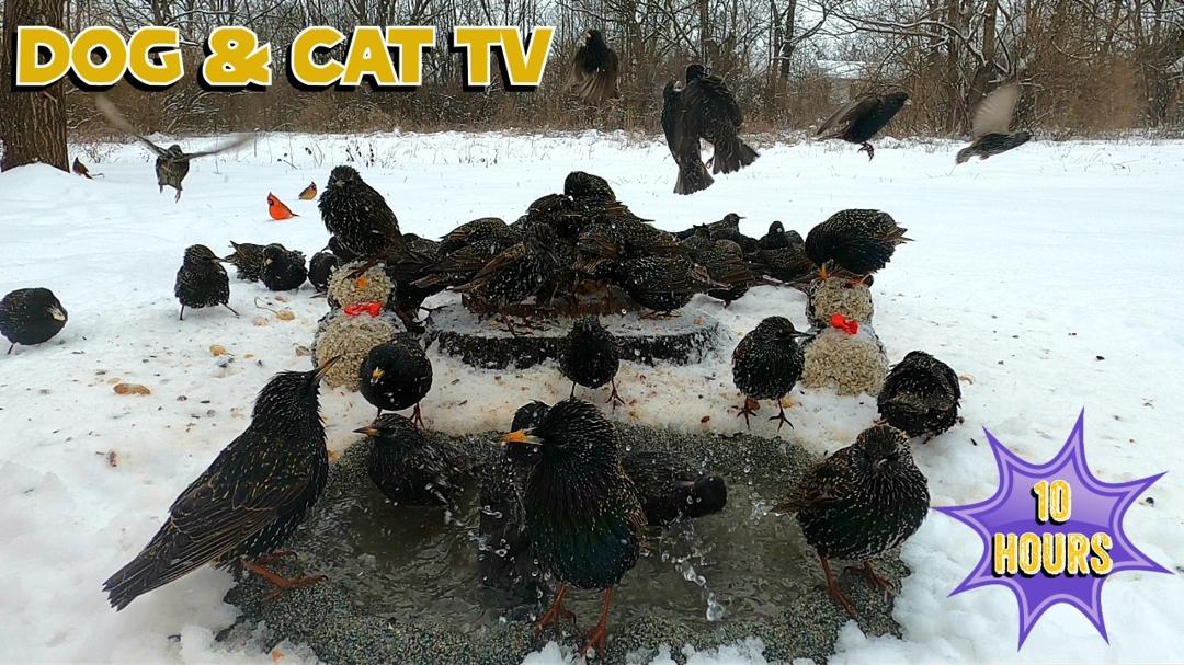 🔴 CAT & DOG TV [NO MID-ROLL ADS] 10 HOURS- Birds & Squirrel TV | Entertain Your Pets