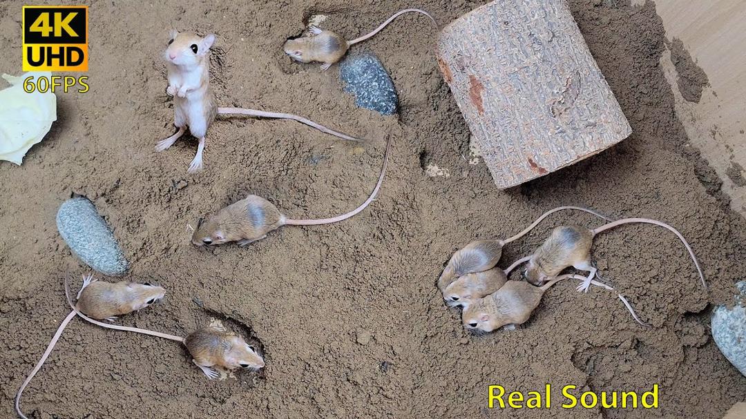 Cat TV for cats | Mouse sand grabbing, hide & seek and playing on full screen 8 hour 4k UHD