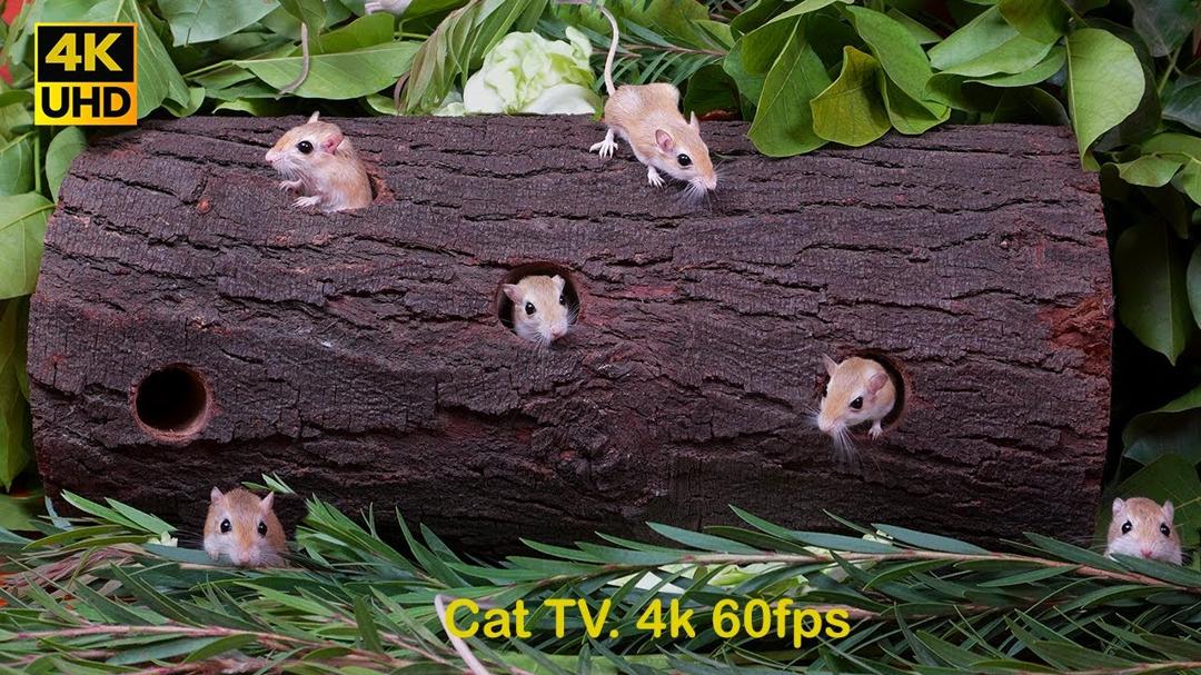 Cat games adorable mice hide & seek, and playing for cats to watch | Cat tv 4k 60fps