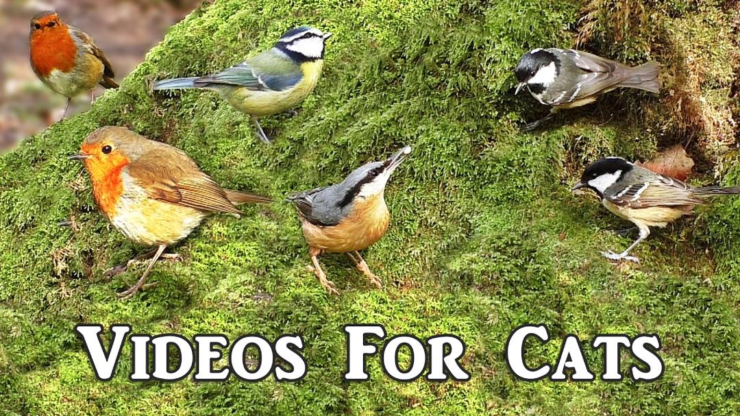 Sounds for Cats : Awesome Videos for Cats to Watch -  Birds in The Secret Forest