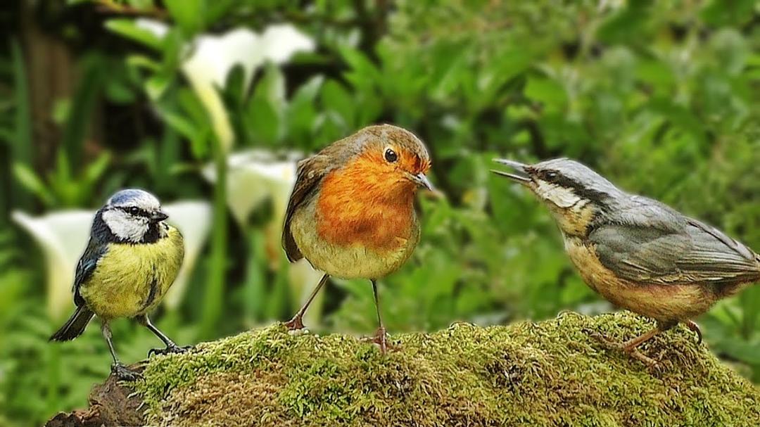One Hour of Relaxing Bird Sounds and Video - Woodland Birds